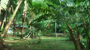 Κήπος έξω από το Casa Moabi