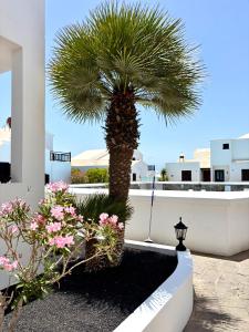 a palm tree in a courtyard with flowers at La Necora Lanzarote in Playa Honda