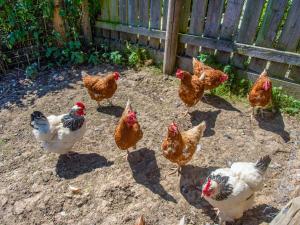 a group of chickens standing in the dirt at The Retreat - Uk48331 in Lifton +1 photo