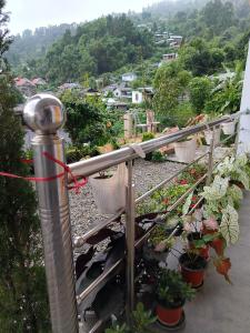 a group of potted plants on a balcony at Rongo's Riverside Farm Stay in Kumai