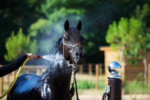 a person spraying a horse with a hose at Charming studio in an exceptional equestrian farm in Camps-la-Source