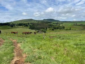 a group of horses in a field near a fence at Fireside Cabin in Underberg +5 photos