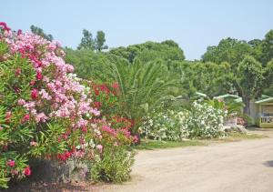 a row of pink and white flowers on a dirt road at Camping Pezza Cardo in Porto-Vecchio