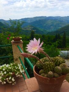 a pink flower in a potted plant on a balcony at House With Panoramic Terrace in Longoio