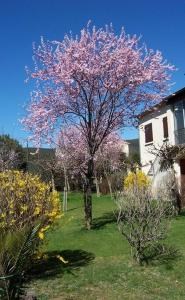 a tree with pink flowers on it in a yard at Location Laroque Cévennes in Laroque