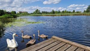 a group of swans in the water near a dock at Apartamenty Mazurska Bryza nad Iławką in Iława