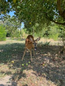 Άλλα ζώα σε αυτό το hostel ή στη γύρω περιοχή