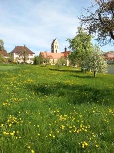 a field of grass with yellow flowers in front of a building at Pension zur frohen Einkehr in Tengen