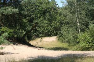 a tree on the side of a dirt road at Sfeervolle woodlodge op 5 sterren vakantiepark in Raalte