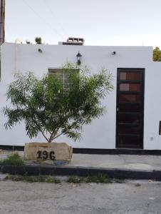 a small tree in front of a white building at nuevo y comodo departamento in Mérida