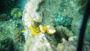 a bunch of bananas on a rock in the ocean at Elsa Homestay in Dayang