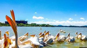 een zwerm pelikanen die in het water zwemt bij Yiganda Hotel, Bahir Dar in Dirē Kʼalu