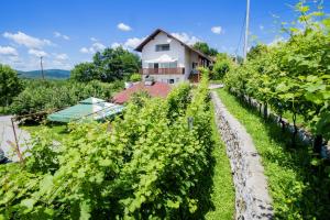 a vineyard with a house in the background at Apartment Bastaja in Slunj