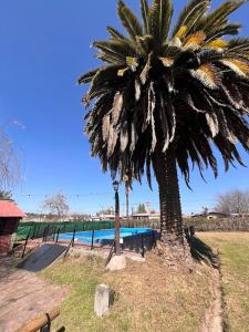 a palm tree next to a swimming pool at Mi Rancho - Casa De Campo Para Descanso Familiar in Salta