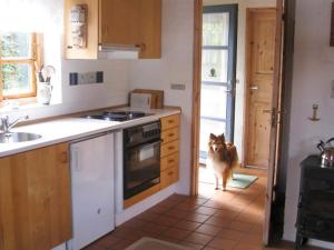 un chien debout dans une cuisine donnant sur la porte dans l'établissement 4 person holiday home in Bramming-By Traum, à Bramming
