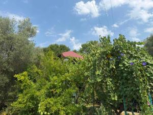 a bunch of trees with a house in the background at Apartmani Lovorike in Zelenika