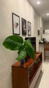 a room with a desk with a large green plant at Blue House Casa de temporada no brejo in Solânea