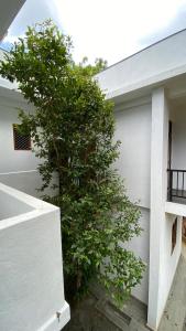a tree sitting next to a white building at AHU hiriketiya in Hiriketiya