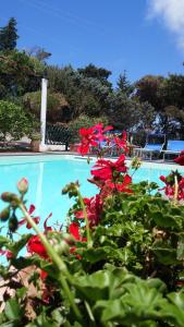 a group of red flowers next to a swimming pool at Villa Eleanto in Cefalù