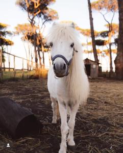 a white horse with a long white beard standing in a field at ISOLA VERDE Camping Village in Nettuno