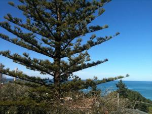 a pine tree on a hill overlooking the ocean at Apartment in Villa Sea Horizon Sand Beach in Cefalù