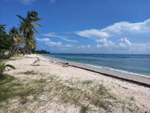 a beach with palm trees and the ocean at L ombre du manguier in Grand-Bourg