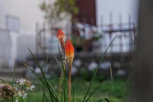a group of red flowers in the grass at Hillside Apartment Kruna in Babušnica