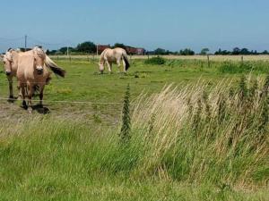 Zvířata v apartmánu nebo okolí