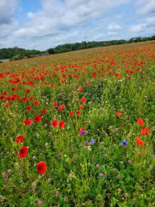 Imagen de la galería de Torseke, en Kristianstad