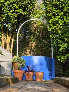 a group of potted plants inront of a blue fence at Casa frente al mar in Valdoviño