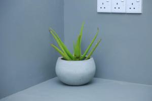 a white vase with a plant sitting on a counter at ABR Ahangama Beach Resort in Ahangama