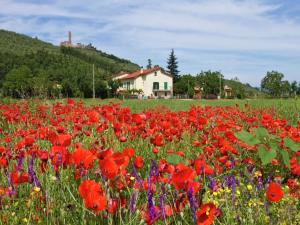un campo de flores con una casa en el fondo en Serenity farmhouse in Castiglion Fiorentino, en Castiglion Fiorentino