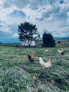 Fotografie z fotogalerie ubytování Guest House Nena v destinaci Žabljak