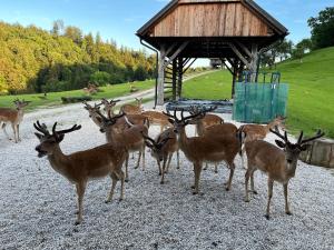 a group of deer standing next to a gazebo at Glamping - domačija Lamperček in Velenje