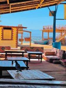 Galería fotográfica de Rosa camp en Nuweiba