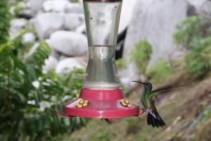 a humming bird eating food out of a hummingbird feeder at 4 Pozos Tayrona in Calabazo