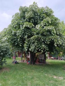 a large tree in the middle of a field at Veliki Banjan in Riznica Kraj