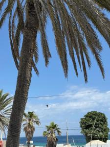 a palm tree on the beach at Évasion côtière à la Corniche - Villa sur la mer in Banzart