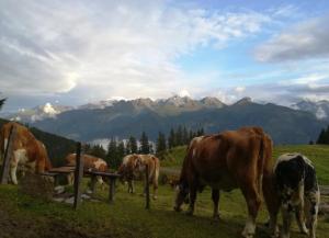 a group of cows grazing in a field with mountains at Winklgut Bacher in Uttendorf +9 photos