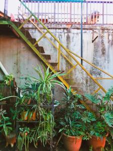 un escalier avec des plantes en pot dans l'établissement Depto Terraza & Confort, à Posadas