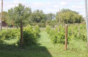 En have udenfor Le Vignoble de l'École