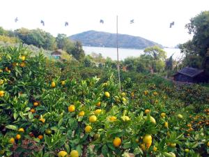 Gallery image of olive no sato vingh four eyes shodoshima / Vacation STAY 79065 in Kusakabe