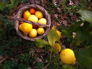un cesto di frutta seduto a terra con limoni di I Giardini di Pomona a Cisternino