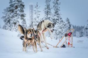 two dogs on a leash pulling a sled in the snow at Saariselkä Kelo Lodge in Saariselka