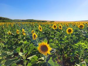 a large field of sunflowers on a sunny day at Kastély Ház in Sály
