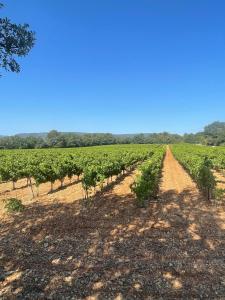 a field of vines with a dirt road at Le Cabanon du Lac in La Roquebrussanne