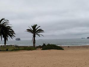 a beach with two palm trees and the ocean at Wüste am Meer in Langstrand