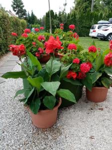 three pots of red flowers in a garden at Ferienwohnung mit Pool, WLAN direkt am See 70qm in Józseftelep