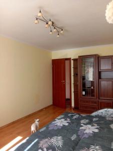 a bedroom with a bed and a cat sitting on the floor at Квартира однокомнатная посуточно in Dobrovelychkivka