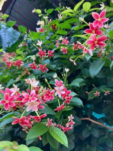 Gallery image of Dream House in Satara